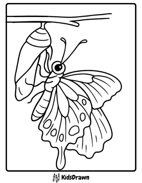 Educational coloring page showing a butterfly emerging from its chrysalis (pupa) hanging from a branch, illustrating the metamorphosis life cycle
