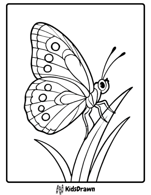 Simple coloring page of a butterfly with large eyes and round wing spots perched on a blade of grass. Easy insect design for young kids.